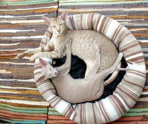 Katzenbett bei Katzenland 